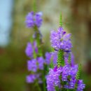 선바우농장 이미지