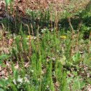 수성초등학교(구성분교) 이미지