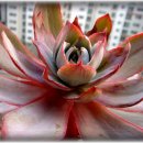 불루모아 이미지