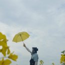 꽃물 공원 | 부안 여행 코스 추천🌼 변산반도 생태탐방원 숙박 &amp; 수성당 유채꽃 개화 현황 (실시간)