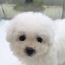 세종멍냥월드 강아지고양이분양 애견샵 | 세종강아지분양 고민 끝! 올바른 첫 만남은 더펫 유성본점에서🐾