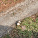 대관령사슴목장 이미지