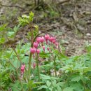 금낭화 Dicentra spectabilis (L.) Lem. 이미지