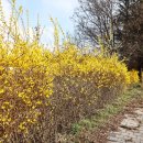 대구도시철도3호선 대봉교역 | 노란 물결에 빠지다 국내 개나리 꽃구경 명소 BEST 5