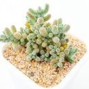 원산농장 | "2년생이라 다르다?" 핑크글로보섬 농장 실생묘, 일반 묘목과 차이점