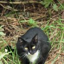 우산쓴고양이 이미지