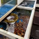 다온 | 광주 숭어 + 도다리회 맛집 오마카세급 '다온수산' 후기