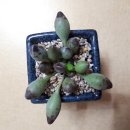 리치아이 이미지