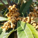 비파나무집 이미지