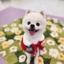 펫러버 그루밍 이미지