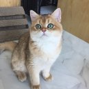 라온캐터리 이미지