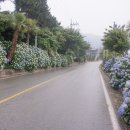 해금강로 이미지