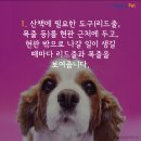 올어바웃펫 이미지