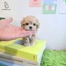 애견11번가 캣넬 | 강남강아지분양 퍼피캣에서 분양중인 말티푸, 비숑, 푸들 무보정실사진