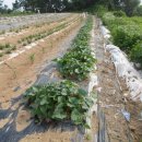 승용농장 이미지