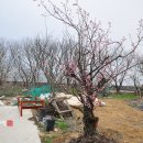 구례진달래집 이미지