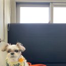 경상국립대학교 동물의료원 이미지