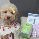 강아지스푼 | 펫유산균 38.5유산균한스푼으로 8살 푸들 강아지묽은변 잡은 후기