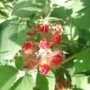 Bull Hill, Hudson Highlands State Park (07/08/26) 이미지