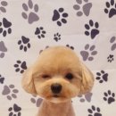 이쁘개왈왈 이미지