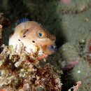 Blackspotted puffer(흑점꺼끌복) 이미지