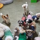 강아지 공화국 이미지