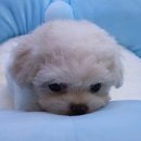 멍스 | 강북구애완견분양 멍스펫 분양후기