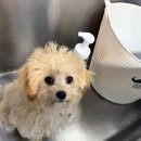 펫밀리쌀롱 이미지