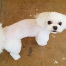 루루애견 이미지