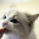 Fall in Rags 이미지