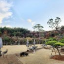 논산애견 이미지