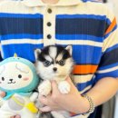 안심동물병원 이미지