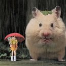 에스키스 이미지