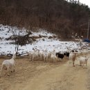 숲속산양목장 이미지