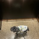 이다애견미용실 | 이다애견미용실- 푸들 미용했어요 - 푸들크라운컷