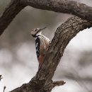 통큰딱다구리 이미지