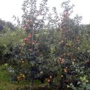 복심농장 | 사과농사에 기본~저농약 유기농사..