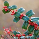 가시나무공원 이미지