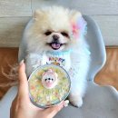 댕가앤쿡 이미지