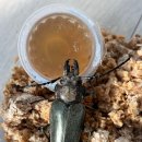 하늘소 농장 이미지