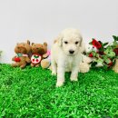 스탠푸켄넬 이미지