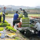 화순 4-H회, ‘과제학습포 모내기’ 죽청리에서 이미지