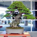 우리분재 이미지