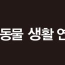 링크애견샵 이미지