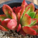 월금농장 이미지