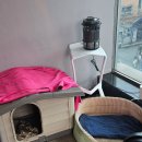 카페 뮬(CAFE MULE) 보문점 | [카페 기록] CAFE MULE ⫯ 카페 뮬 후기