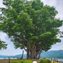 지에스(GS)25면목겸재 | 양평가볼만한곳 7월 두물머리 연꽃풍경