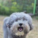 호야별 애견유치원 이미지