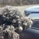 자성대 | 파주애견카페 추천, 반려견과 힐링 가능한 파주카페 홒커피 방문 후기