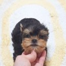 루시드 리엔 이미지